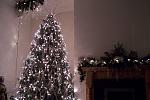 Christmas Tree 2007