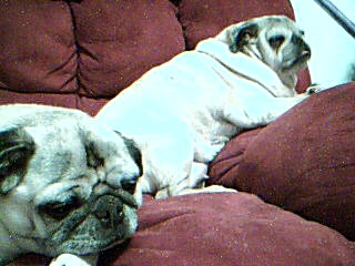 my darla and buggy