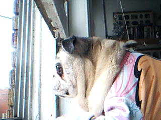 darla spotted mailman.