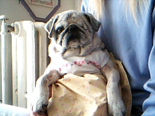 sheba in her dress.