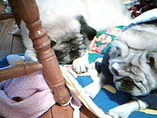noah and sheba sharing.