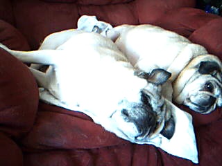 my buggy and darla