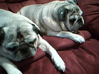 buggy and darla lounging.