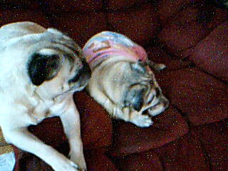 buggy and darla keeping eyes on mom.