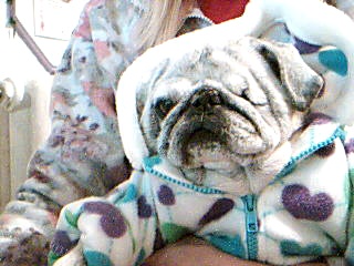 sheba going out with mom.Wish you were here my little baby girl mommy misses you.