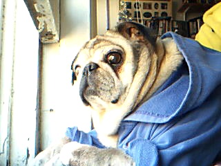 darla on alert neighbors are out.