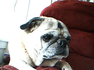 buggy half asleep.