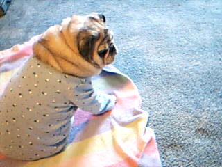 my darla just waking up again in moms office.