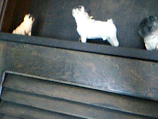 some of my puggy shelf tinks gift has taken first place.