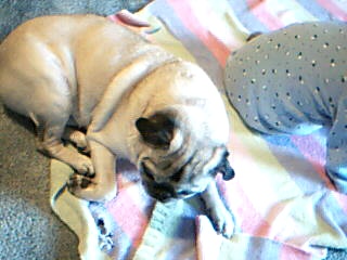 buggy enjoying the morning.