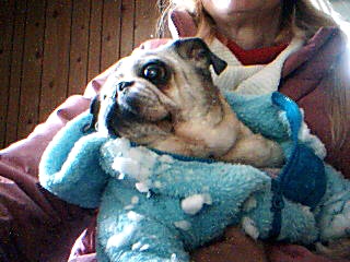 darla all covered in snow,moms snow pug