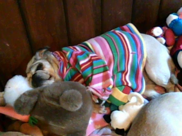 Pretty Darla comfy and napping away.