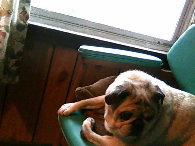 my darla looking at her brother.