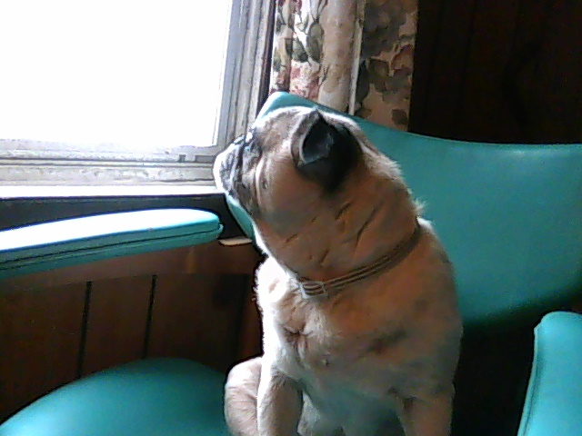 poor buggy not happy with this rain.