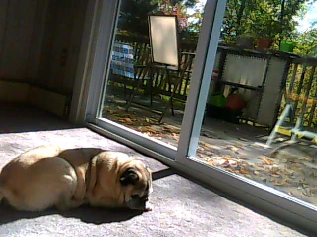 buggy catching some sun,they love laying in the sun.