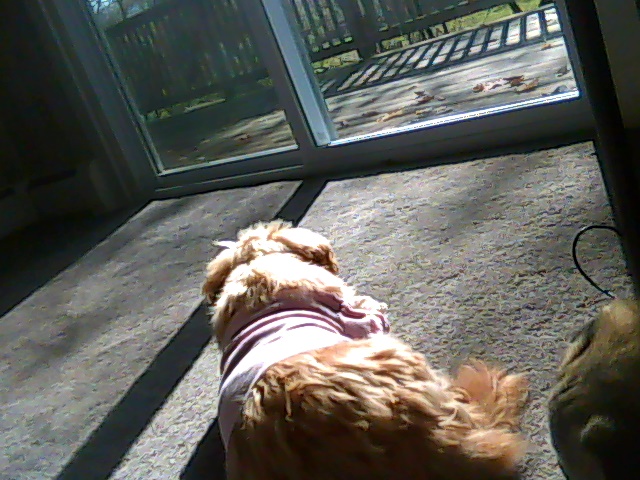 my sweet zoe she loves the sunshine.