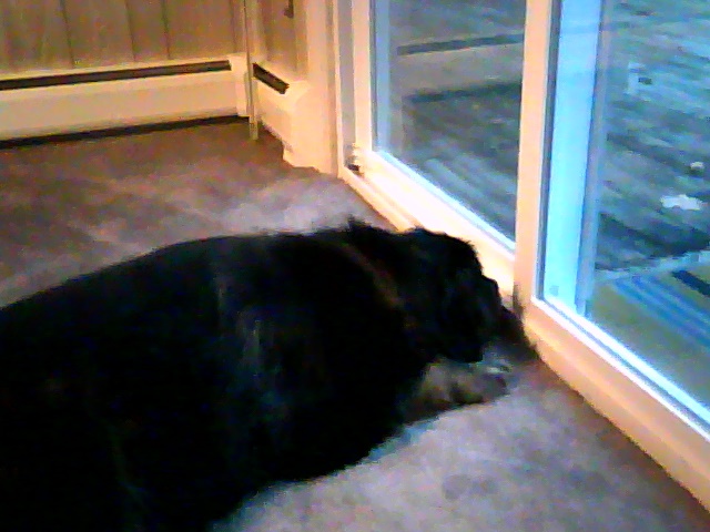 my bear loking out the sliders,he'll lay there and enjoy the sunshine that comes through.