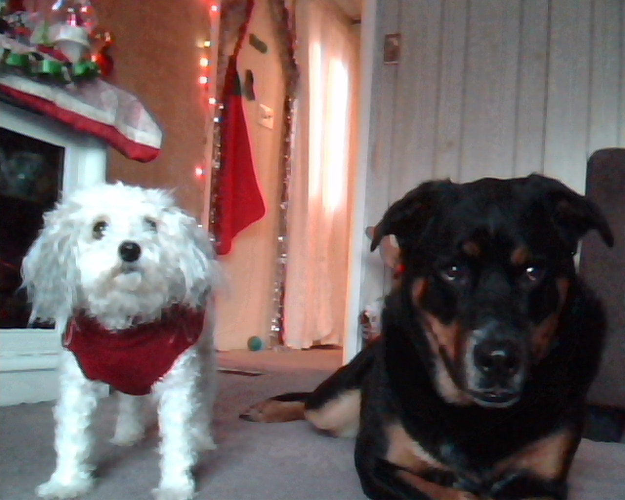 My new rescue Gunther and my sweet Sassy.