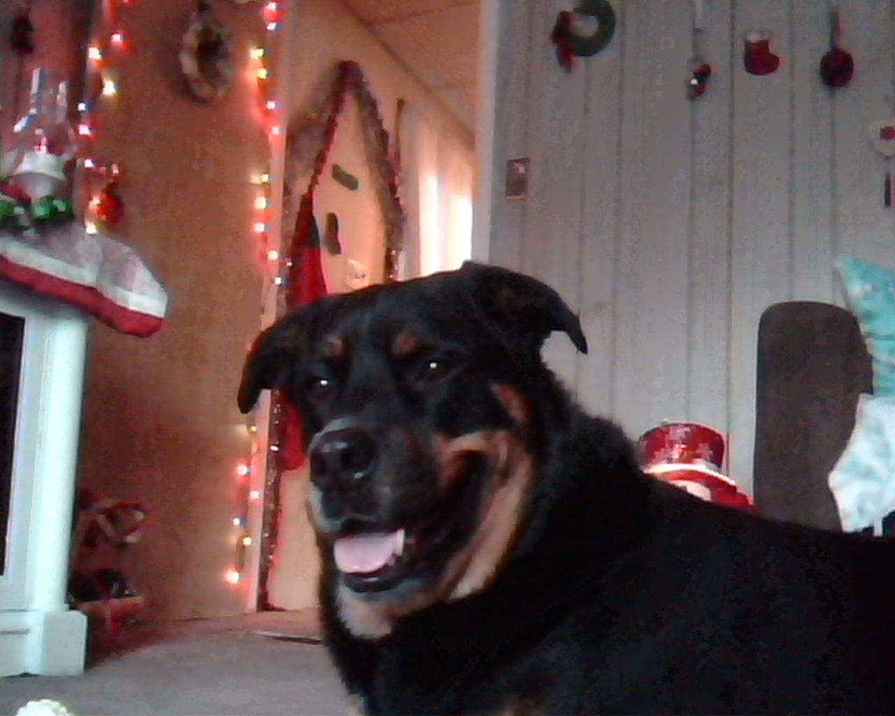 My handsome Gunther.