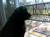 Bear looking out the sliders which are in my diningroom.